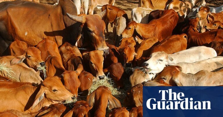Australian beef industry ‘extremely disappointed’ after China hits imports with 55% tariff Livezstream.com